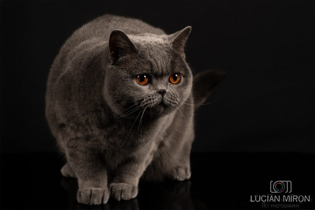 Pisicuța din România Kira Kiralina, „ursoaica de Bucovina”, continuă să cucerească lumea, cu un nou titlu de campioană obținut în Scandinavia