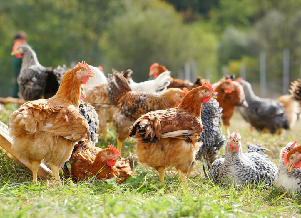 Carmistin The Food Company își consolidează poziția de lider în sectorul avicol din România, prin dublarea producției în ultimii doi ani