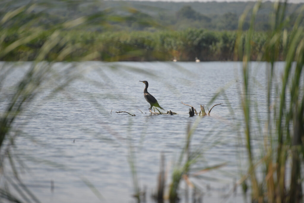 Mai multe state UE cer măsuri dure împotriva cormoranilor, păsările acuzate că consumă 360.000 de tone de pește