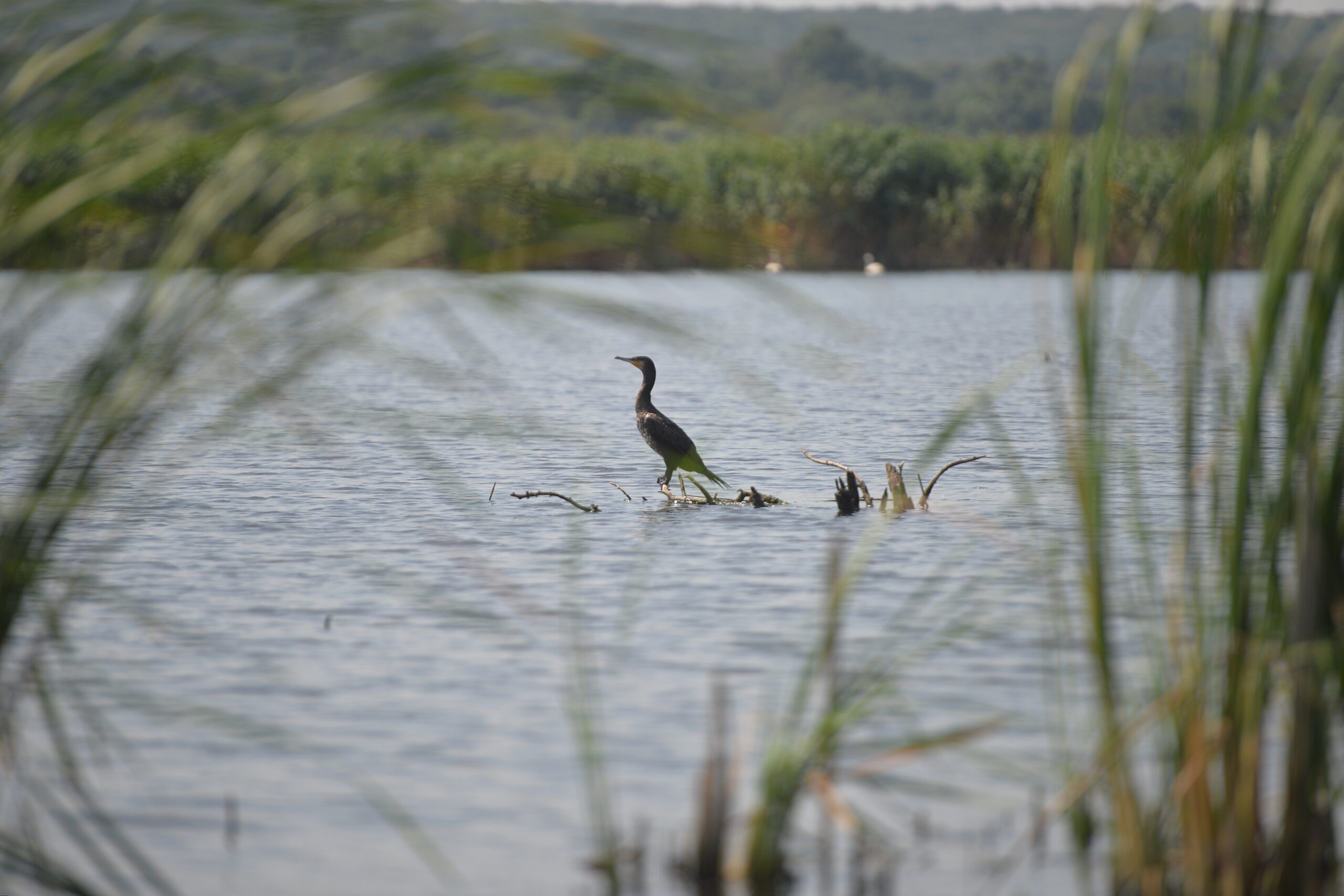 Mai multe state UE cer măsuri dure împotriva cormoranilor