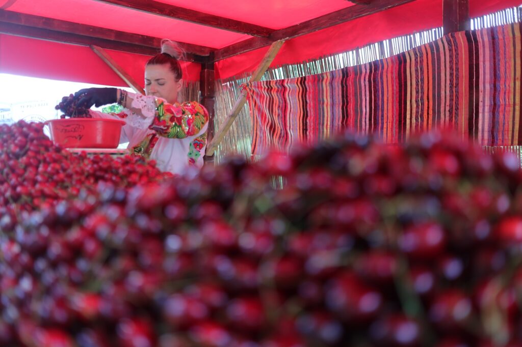 O musculiță bagă spaima în producătorii de cireșe din Europa