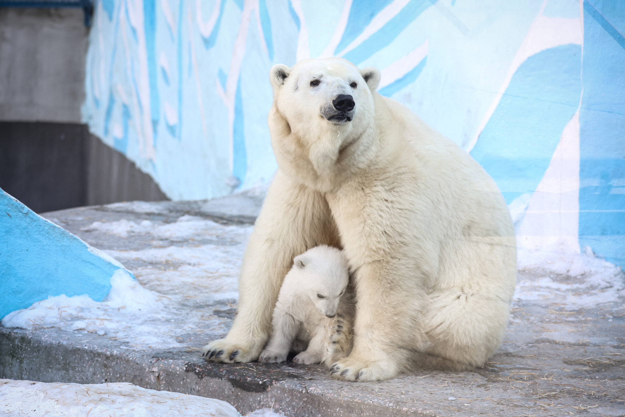 Premieră în Europa: Caz de gripă aviară la un urs polar