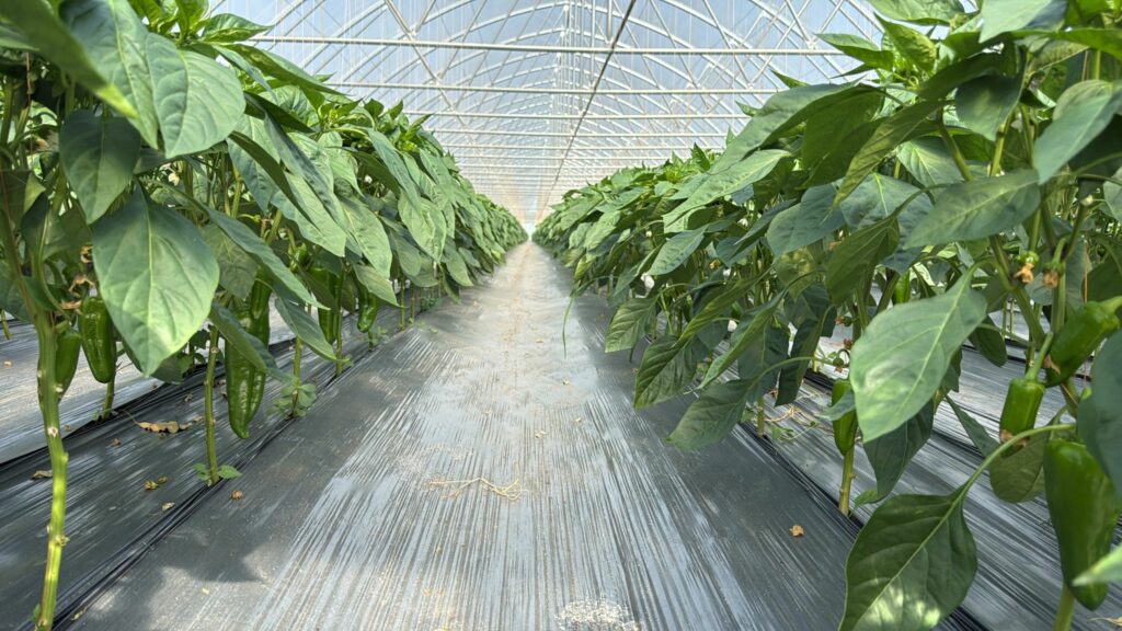 Securizarea producției de legume într-o piață tot mai competitivă