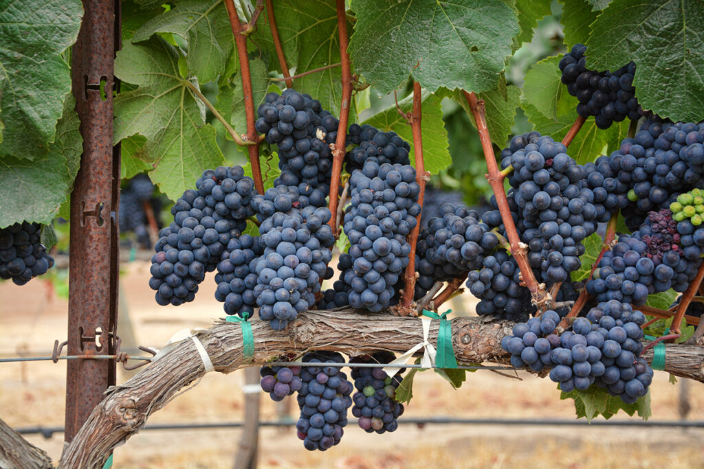 Protecția preventivă a viilor consolidează competitivitatea viticultorilor europeni