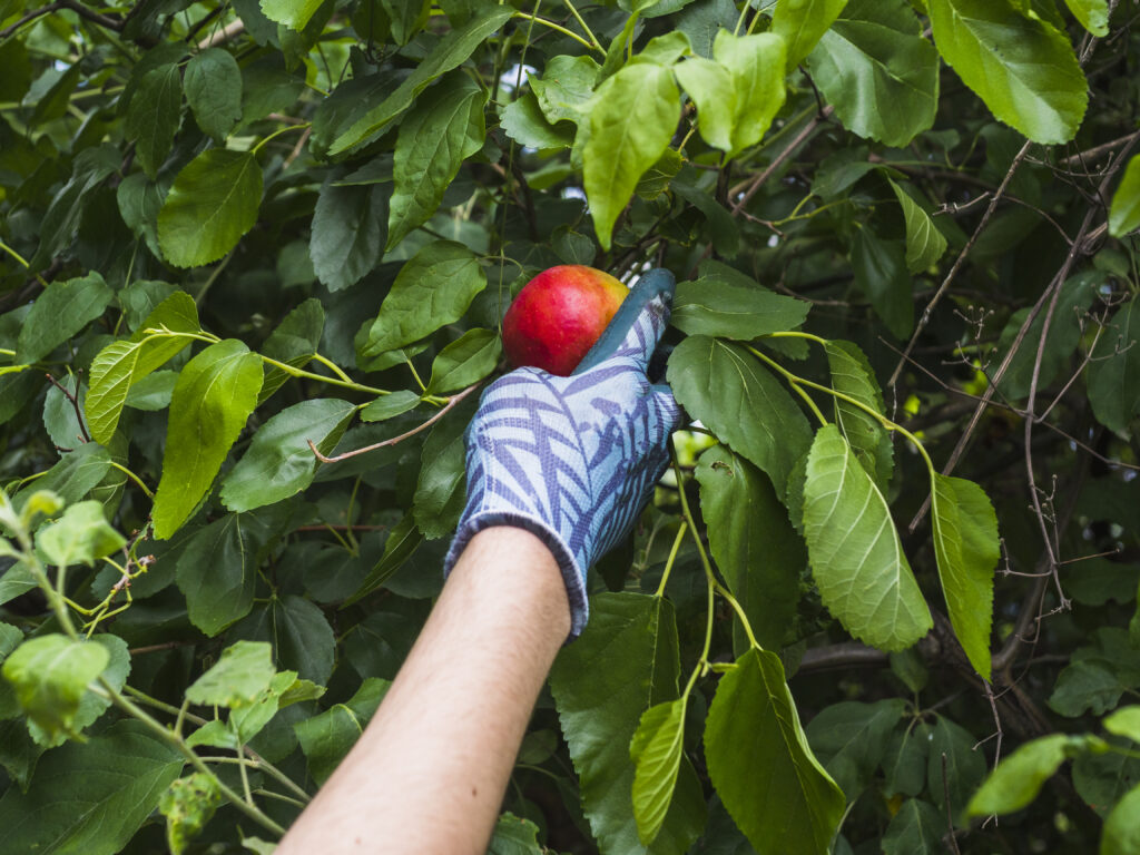 Lista fructelor și legumelor cu cele mai multe pesticide