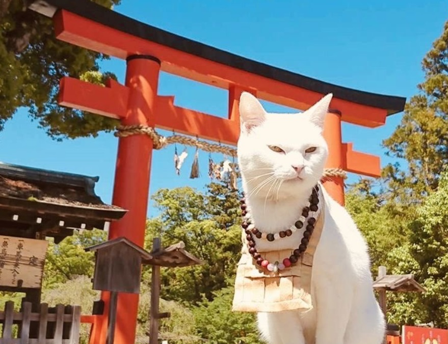 Japonia transformă obsesia pentru pisici într-o industrie de miliarde. „Catnomics” schimbă turismul, comerțul și cultura pop