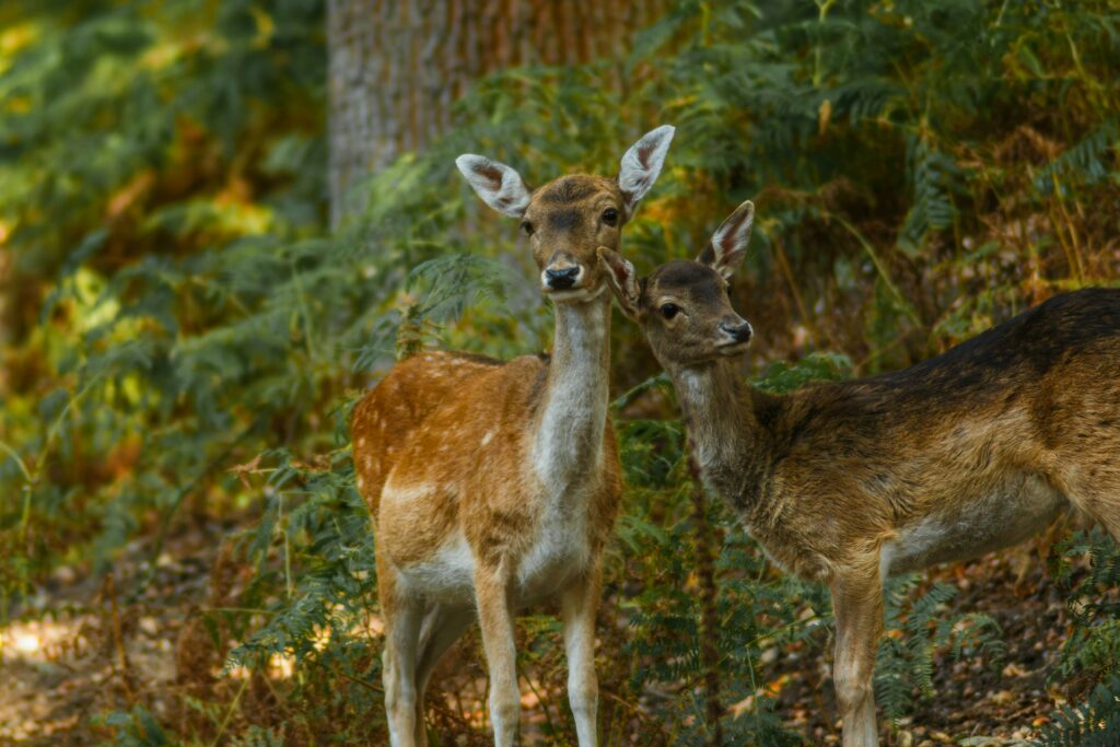 Un grup de observatori de păsări din Serbia a strâns bani pentru a cumpăra un habitat forestier. Iubitorii de natură au donat