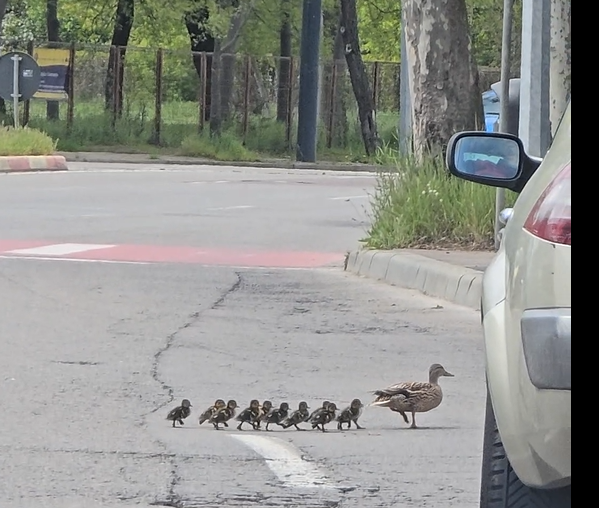 Imagini virale cu un cârd de rațe ajutat de un turist să treacă strada în Constanța