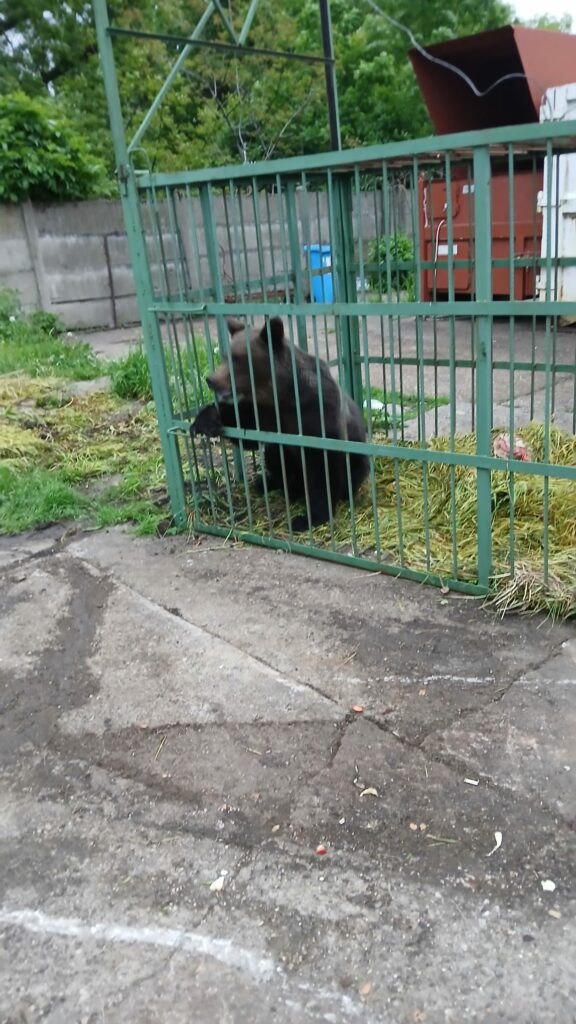 Urs capturat în incinta Școlii de Agenți de Poliție din Câmpina
