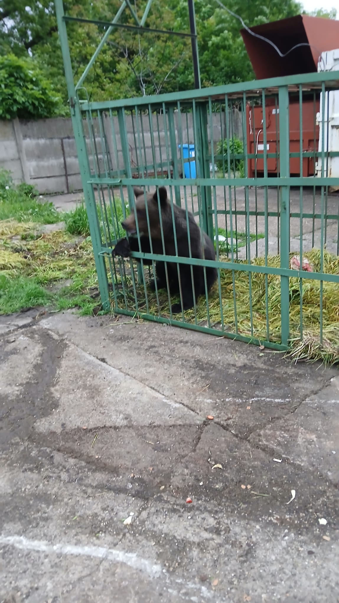 Urs capturat în incinta Școlii de Agenți de Poliție Câmpina