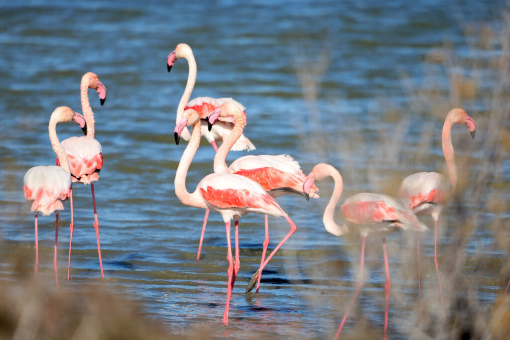 Veneția devine un paradis neașteptat pentru Flamingo. De ce se adună păsările în număr record