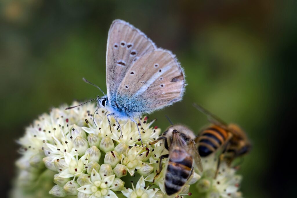 Șapte flori ușor de întreținut ce vor crește biodiversitatea