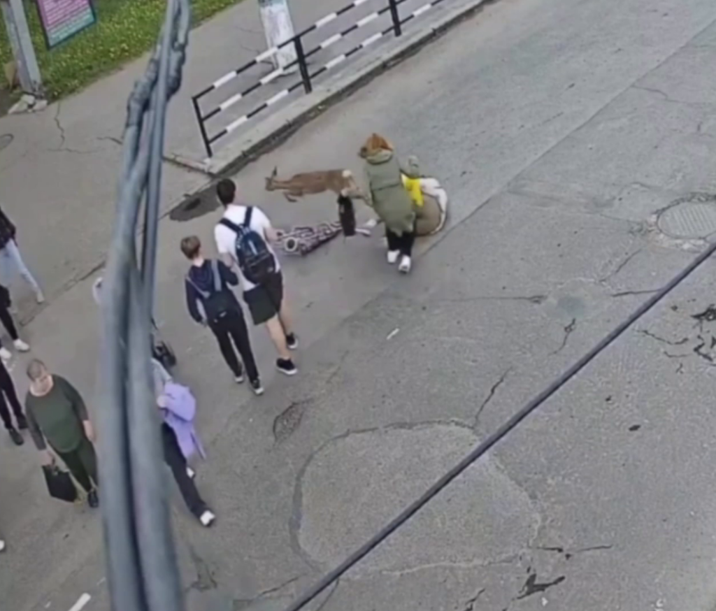 Accident bizar în Ucraina. O femeie a fost lovită de o căprioară în timp ce trecea pe zebră