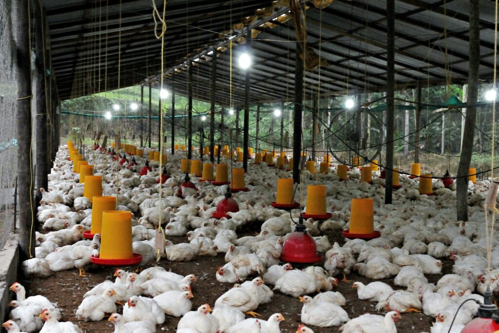 Mâncăm de șase ori mai multă carne de pui decât bunicii noștri. Cifrele care îi îngrijorează pe experți