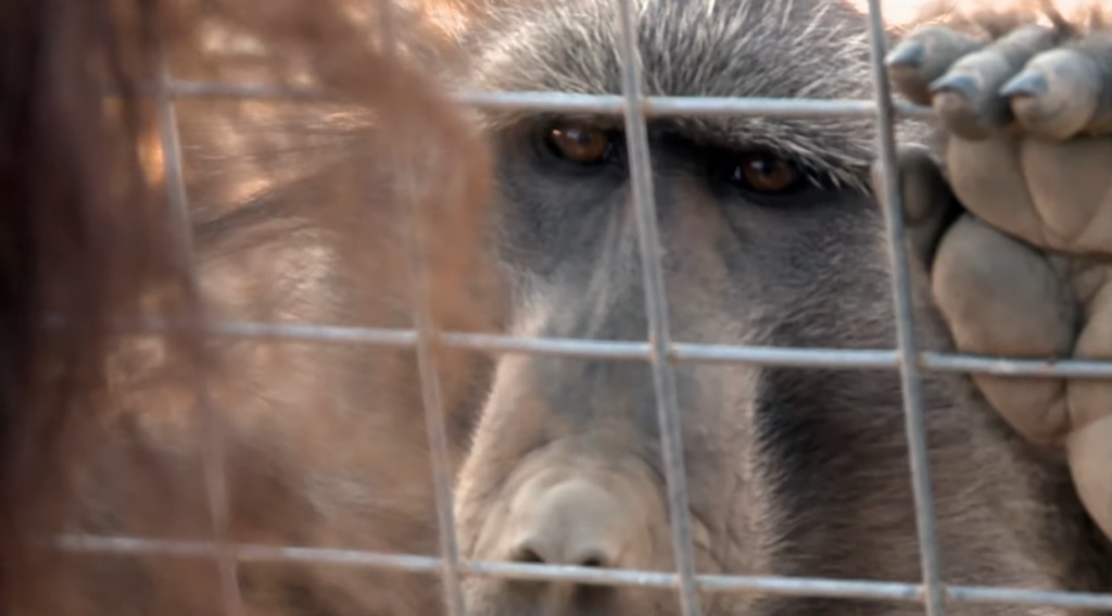 Oamenii încep să descifreze limbajul animalelor. Cât de aproape suntem de o conversație reală cu alte specii?