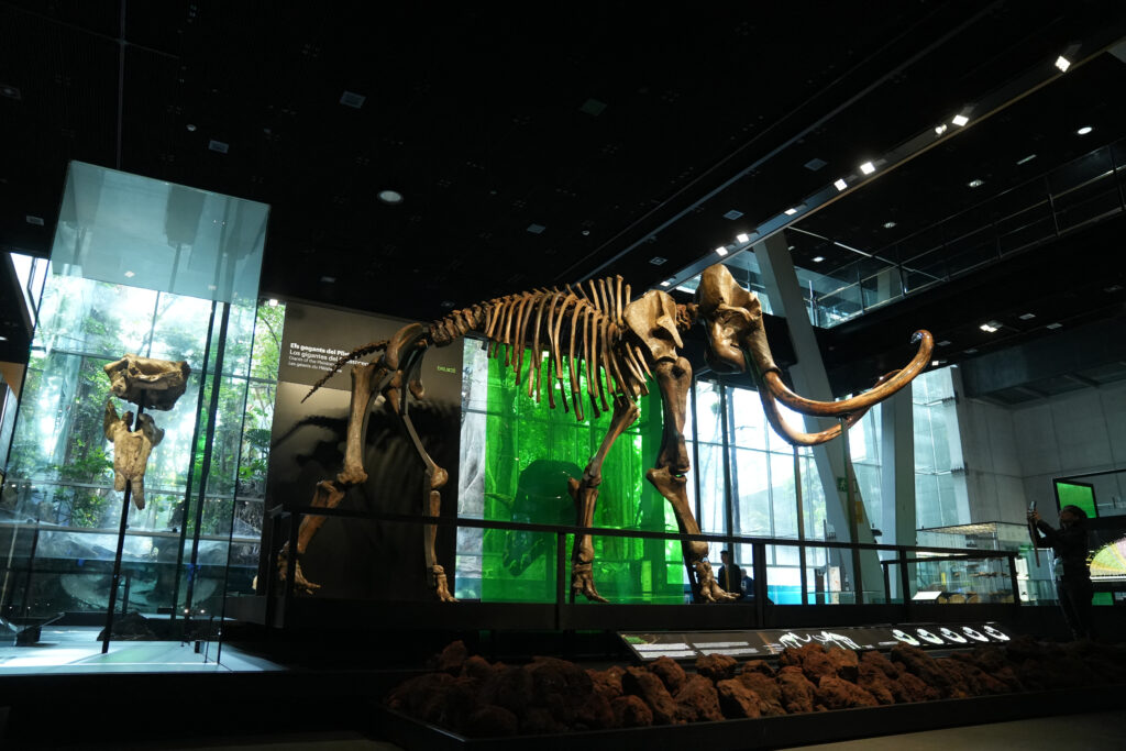 ADN de mamut lânos, descoperit în excremente fosil