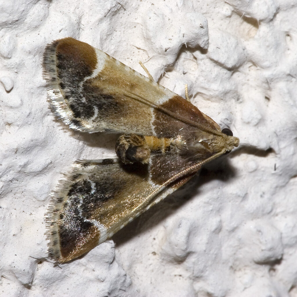 O nouă specie a fost descoperită în Grecia. Cercetătorii au 