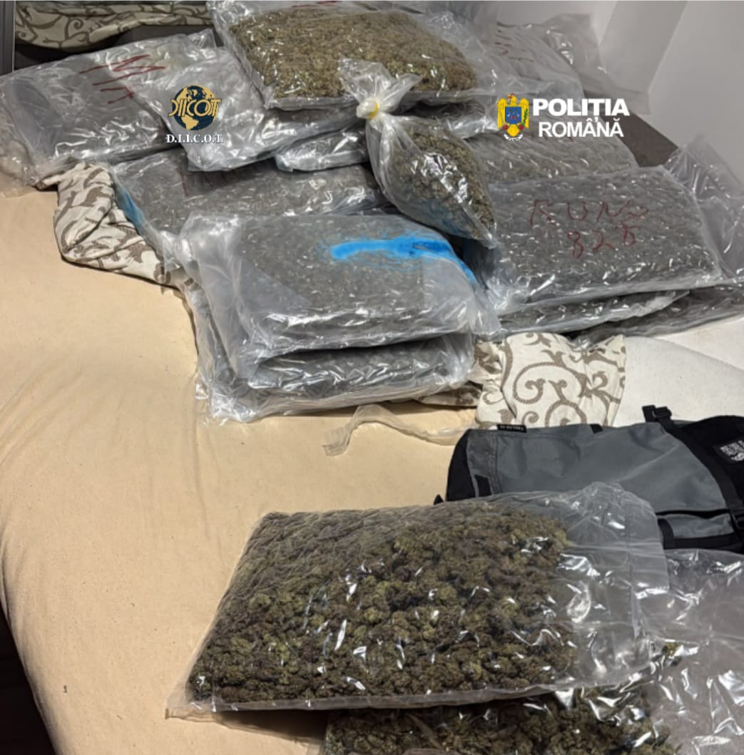 Zeci de kilograme de canabis, descoperite în Cluj-Napoca