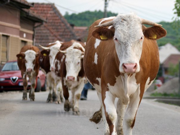 Franța: Viitorul fermelor de bovine este în pericol