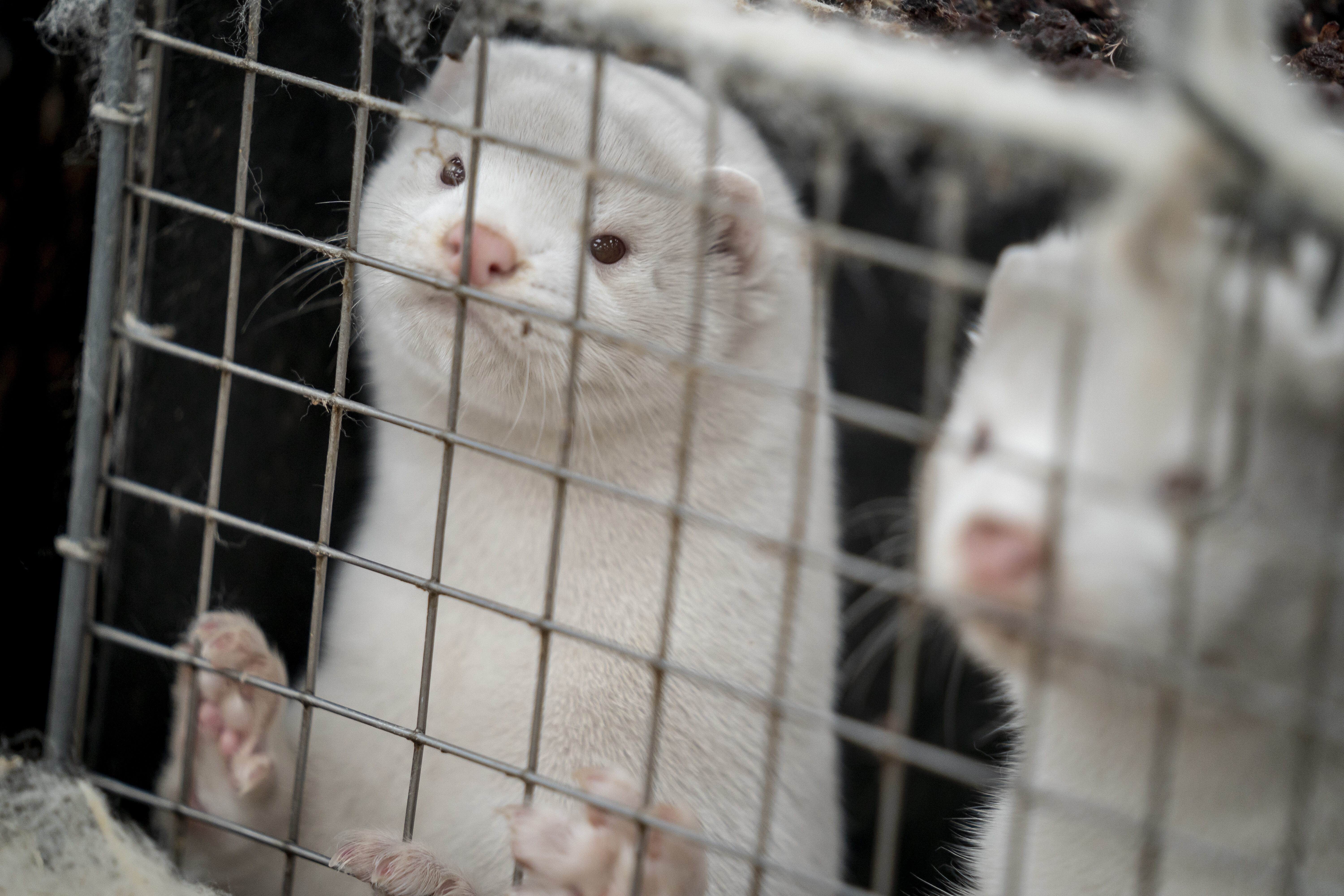 Fermele de blană din Europa sunt în extincție. Probabil că este cea mai răsunătoare victorie a organizațiilor pentru drepturile animalelor