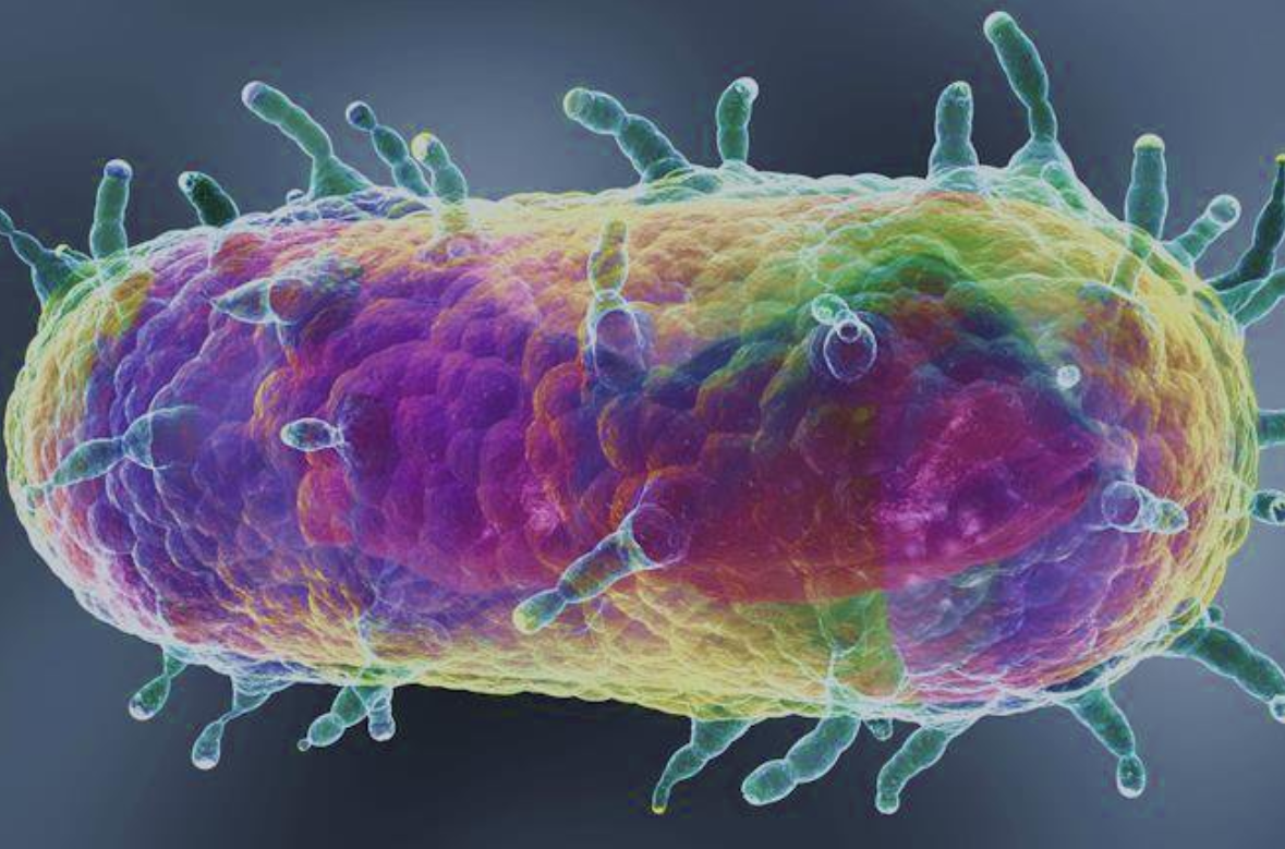 Un californian a fost diagnosticat cu ciumă. Netratată rapid, boala e încă letală