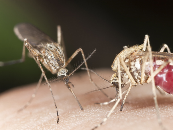 Măsuri de tip COVID-19, luate pentru noul virus din China. Chikungunya se răspândește rapid