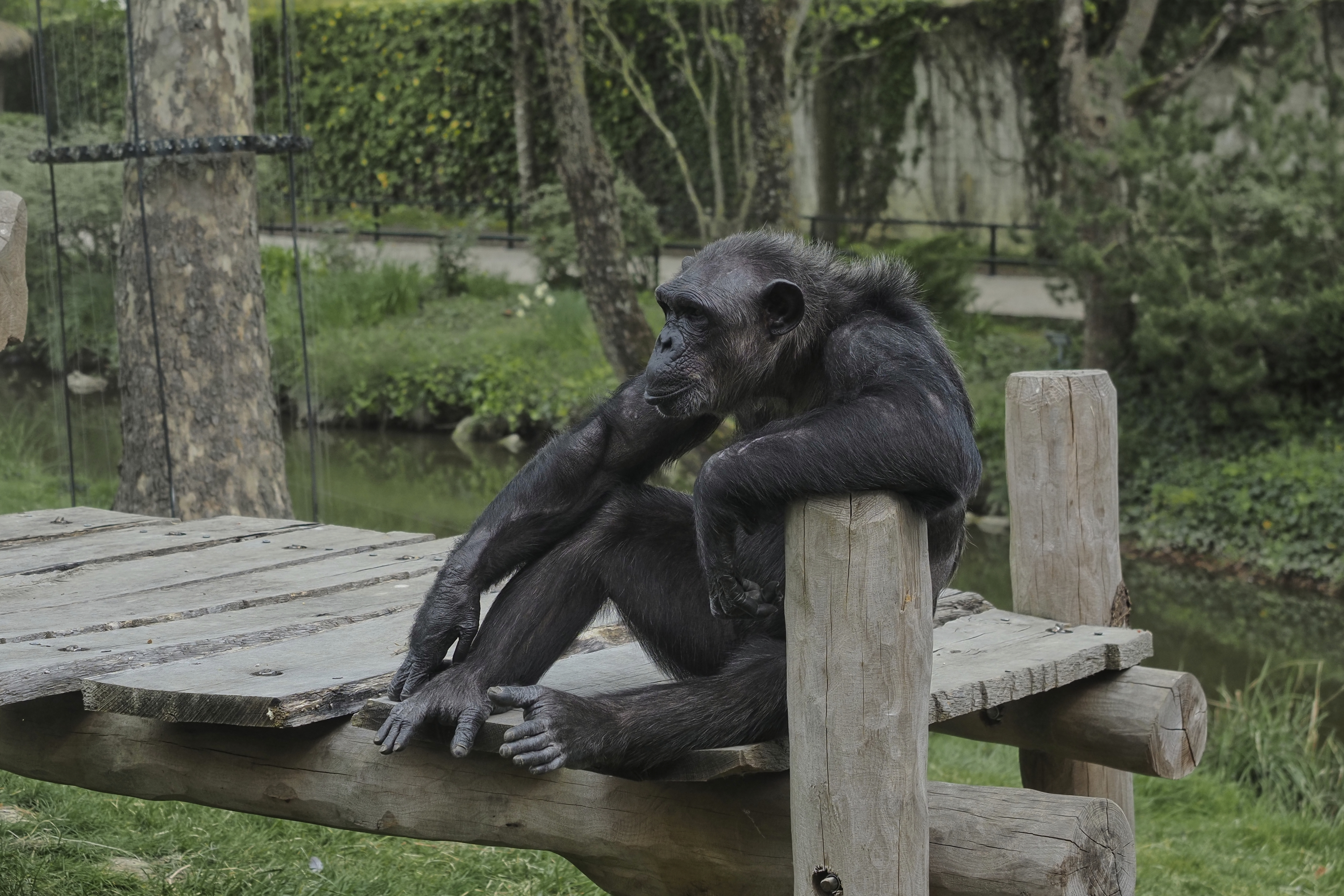 Cimpanzeii își pot schimba convingerile pe baza dovezilor noi, arată un studiu. Raționament similar celui uman