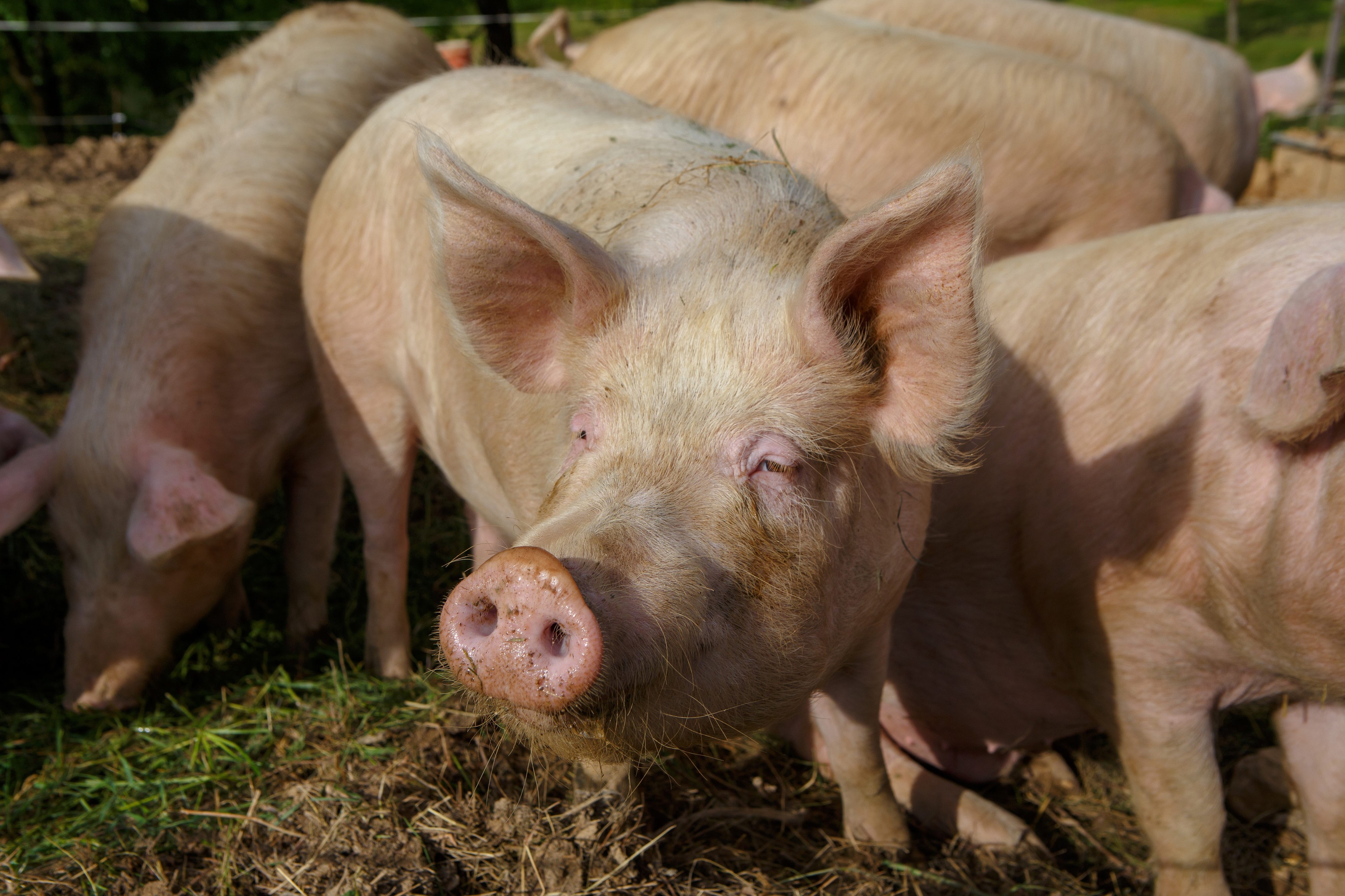 Avertisment urgent emis cu privire la creșterea animalelor. Deșeurile provenite din creșterea porcilor și păsărilor afectează mediul –