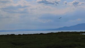 parcul-natural-delta-ebrului-paradisul-cu-flamingo-si-culturi-de-orez-intre-fluviu-mare-si-traditie