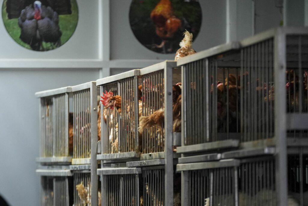 Primul Diagnostic de Gripă Aviară H5N1 la o Fetiță de 3 Ani