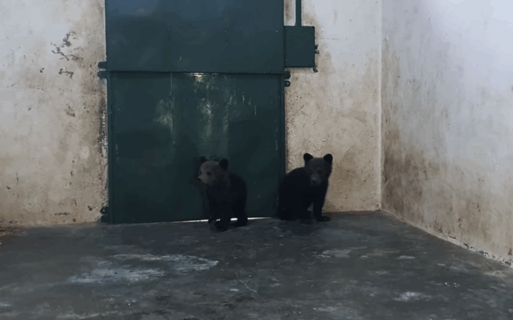 Doi ursuleți de 3 luni, care au stat două zile într-un copac, au ajuns la sanctuarul Libearty din Zărnești