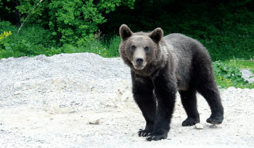 Mesaj Ro-Alert după ce un urs a fost văzut într-o localitate din județul Sibiu