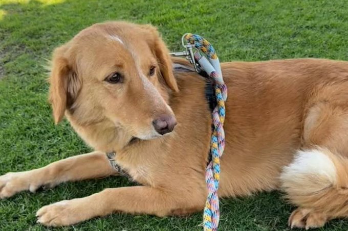 Emoționant! Un câine dispărut s-a întors acasă după ce a înotat 160 de kilometri