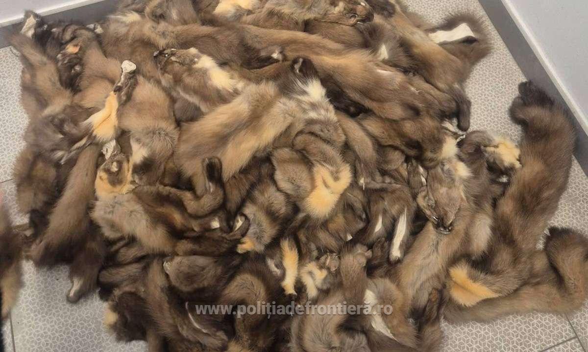 Un ucrainean a încercat să intre în România cu piei de jder, estimate la 30.000 de lei