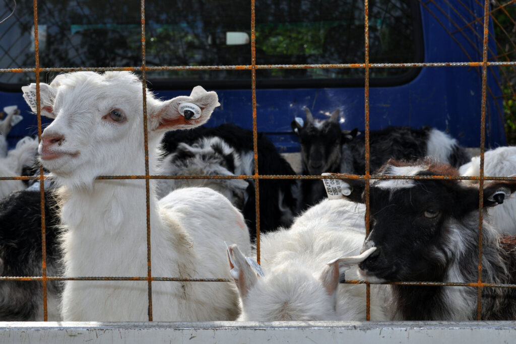 Comisia Europeană prelungește interdicția exporturilor de ovine și caprine din România până la finalul anului