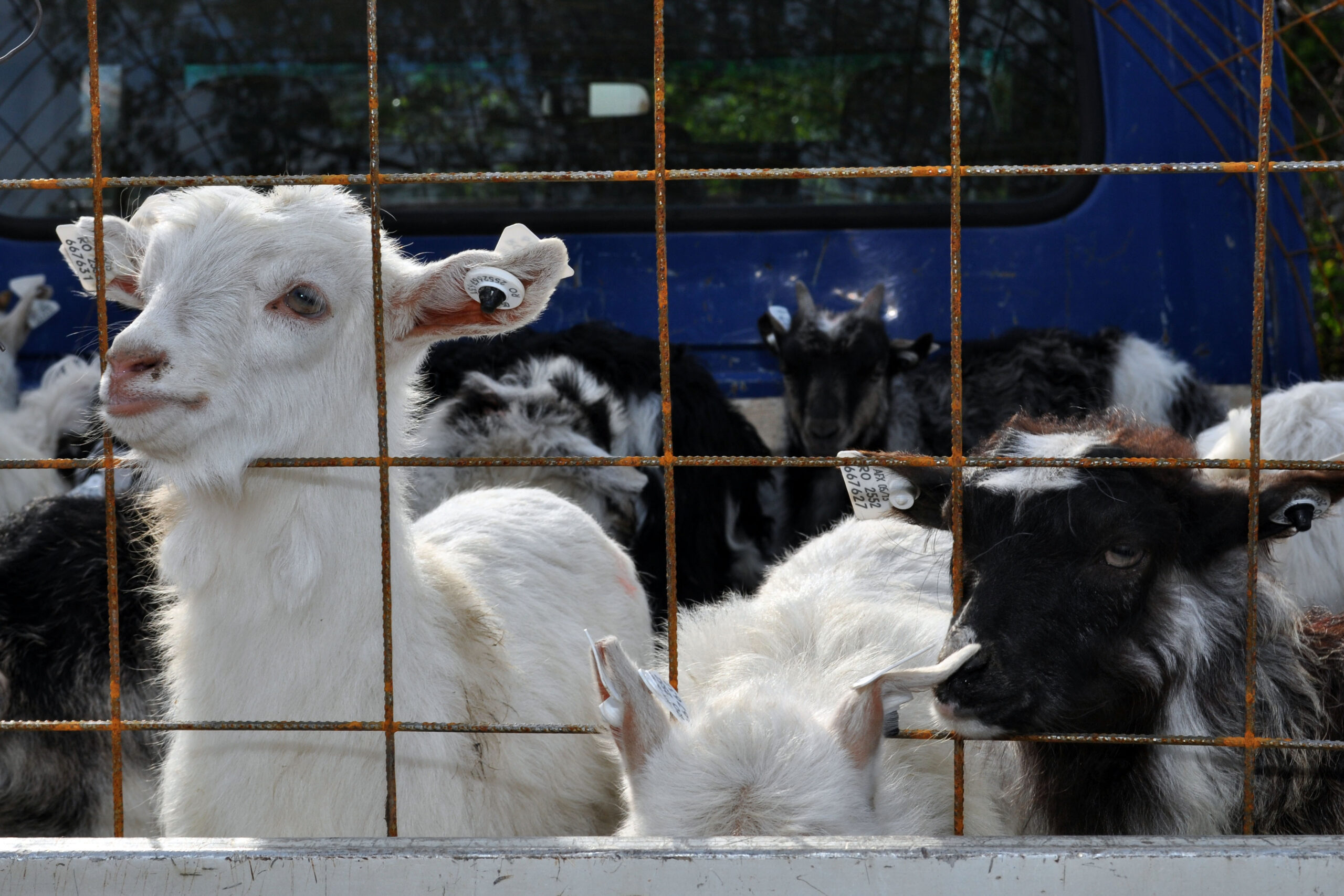România acuză Comisia Europeană de măsuri disproporționate în cazul pestei ovine