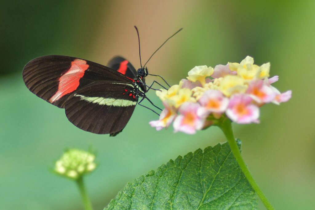 Secretul longevității ascuns într-un fluture tropical