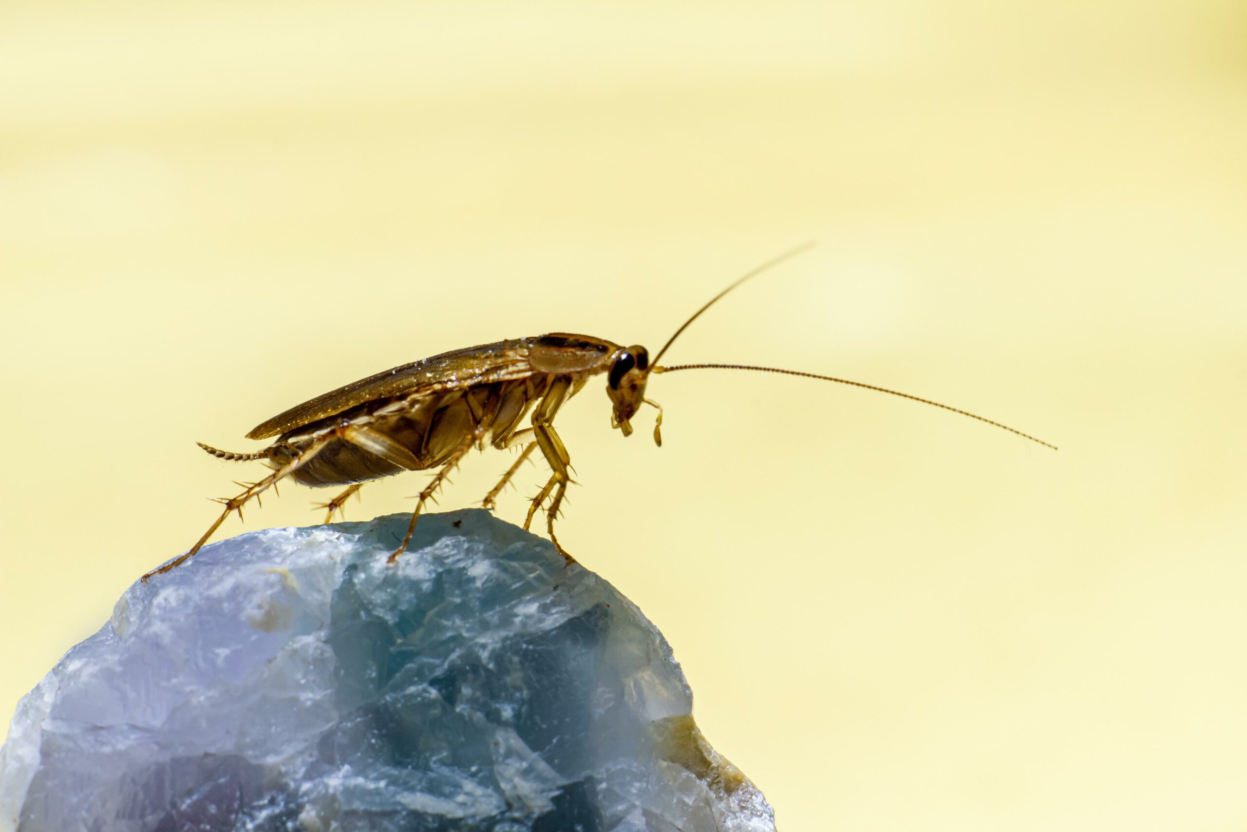 Insecte vândute pe piața neagră din Australia. Au fost confiscați 100. ...