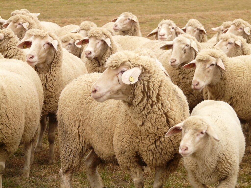 Exporturile de ovine din România ar putea fi reluate. ANSVSA anunță o misiune urgentă de audit a experților europeni