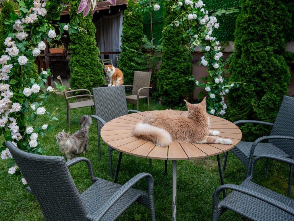 O cafenea cu 15 pisici Maine Coon se deschide în București: cafea de specialitate, relaxare și „giganți blânzi” cu personalitate