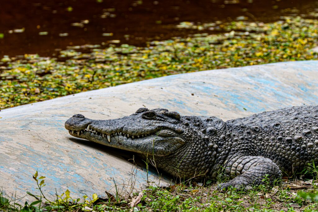 Băiat de 3 ani, rănit grav în țarcul cu crocodili la o grădină zoologică din Marea Britanie. Un bărbat a fost arestat