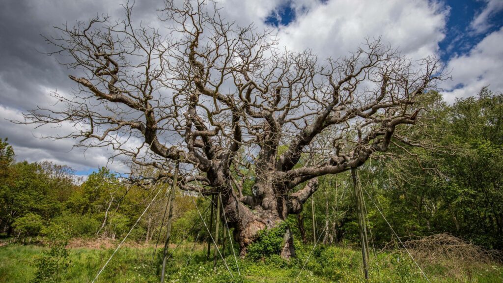 Dispare un monument viu al Angliei / Stejarul care l-a ascuns pe Robin Hood a murit după 1.200 de ani