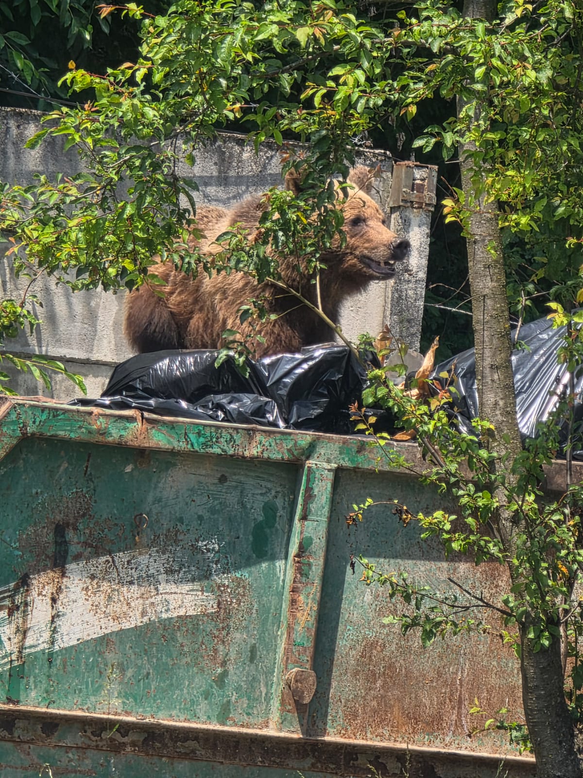 Urs împușcat în curtea Spitalului Sf. Constantin din Brașov