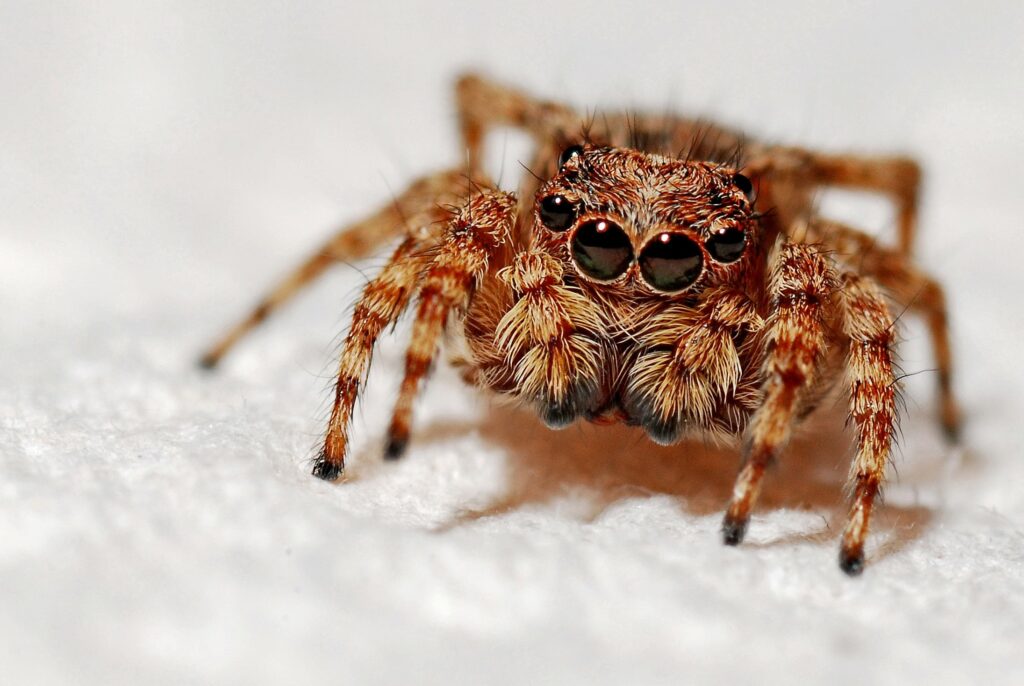 Cum să scapi de păianjenii și muștele din casa ta pe timpul verii. Sfaturi ce te ajută să ții insectele la distanță