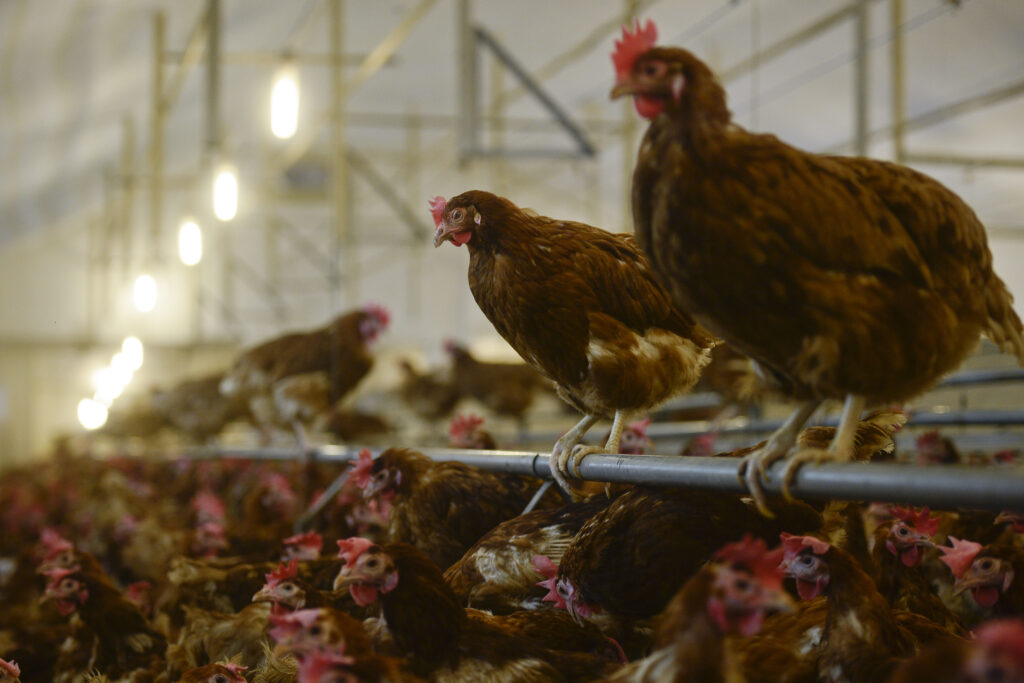 Fermele industriale de pui ar putea favoriza răspândirea unei bacterii care provoacă diaree și gastroenterită, arată un studiu