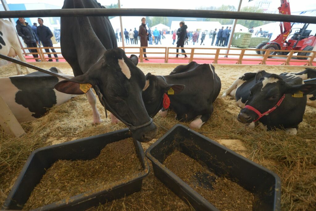 Noi subvenții pentru crescătorii de bovine și porcine. Parlamentul a votat și măsuri mai dure împotriva pestei porcine africane