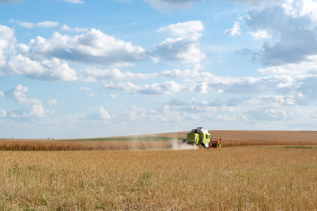 Aurul galben al agriculturii românești. România devine esențială pentru piața europeană a rapiței