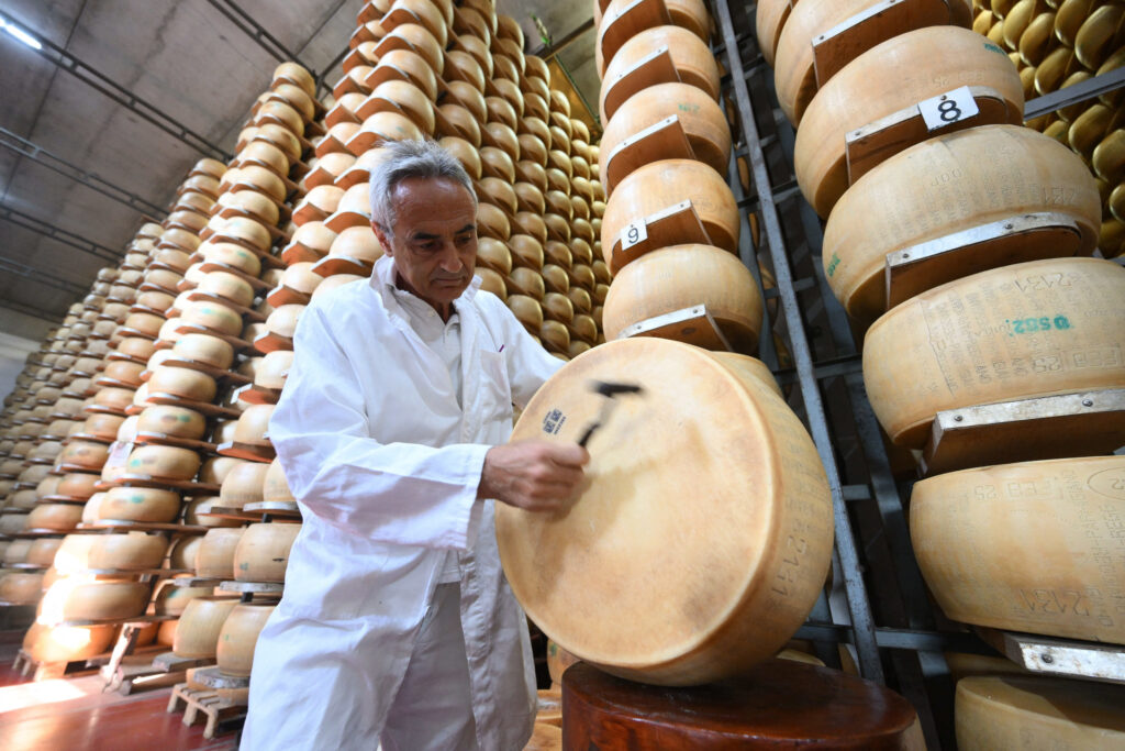 Valurile de căldură pun în pericol celebrul parmezan italian. Schimbările climatice afectează producția de lapte