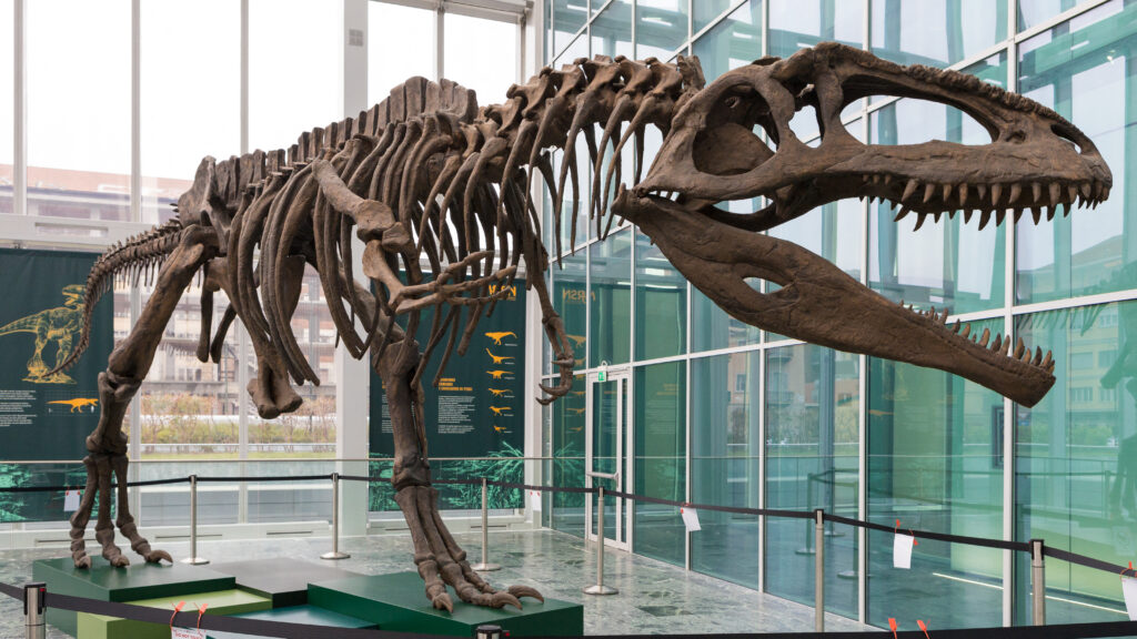 Un schelet de dinozaur ajunge la licitație: prețul estimat este de 30 de milioane de dolari