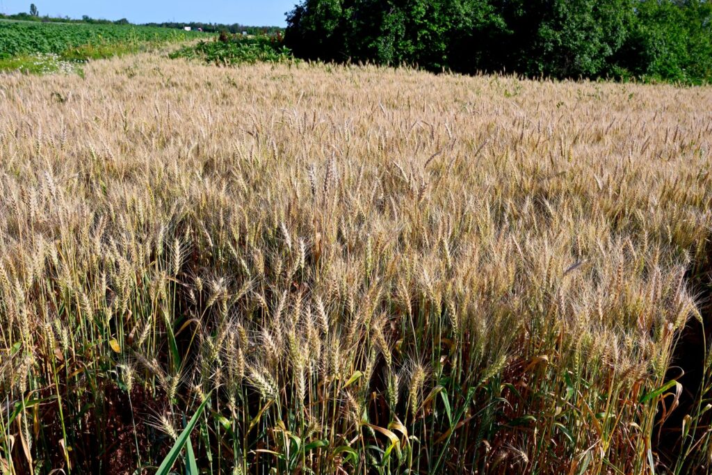 Valul de căldură din iunie a provocat pierderi de circa 2 miliarde de euro în agricultura europeană. Recolta de cereale, estimată la cel mai scăzut nivel din ultimii opt ani